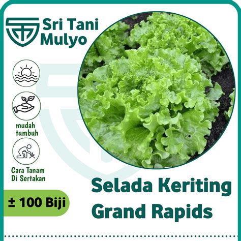 Jual Biji Benih Selada Keriting Grand Rapid Bibit Sayur Sayuran