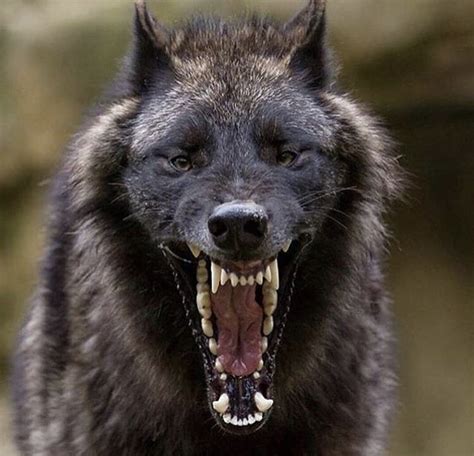 Yawning wolf shows its impressive set of teeth : r/natureismetal