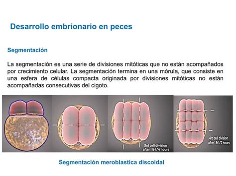 Desarrollo Embrionario En Pecespdf