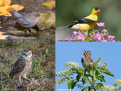 Discover The Majestic Starling Bird: Facts, Diet, Habitat, And Pictures!