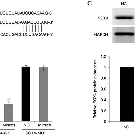 MiR 212 3p Targeted Regulation Of SOX4 Expression Bioinformatics