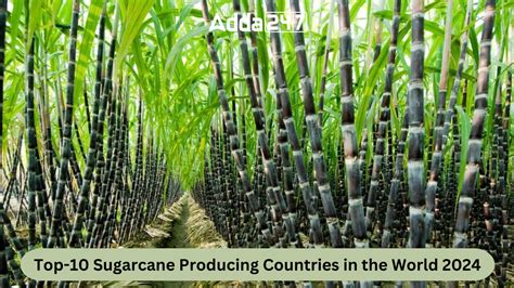 Top 10 Sugarcane Producing Countries In The World 2024