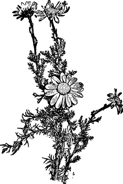 Chamomile Vintage Illustration Engraving Drawing Black Vector