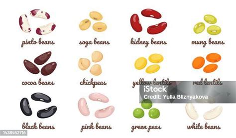 Legumes With Different Types Of Beans Vector Set Of Lentil Seeds Chickpeas Green Peas Cocoa And