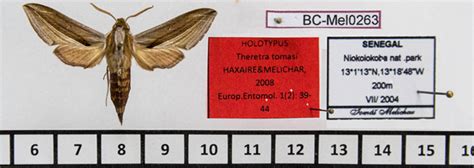 Sphingidae museum is the second most comprehensive collection of ...