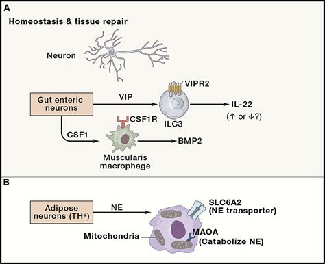 Neuro Immune Interactions In The Tissues Immunity