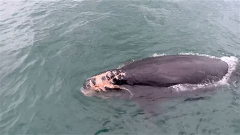 'Devastating case': Endangered whale calf maimed by propeller stirs ...