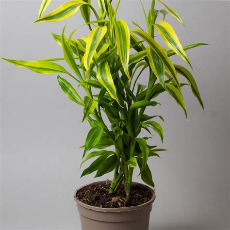 Dracaena Sanderiana Yellow Gold Cm Tropical Plants Uk