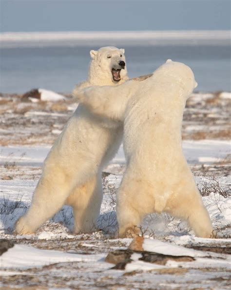 Imagenes de animales : FOTO OSOS POLARES PELEANDO