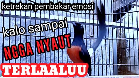 Pancingan Gacor Murai Batu Ketrekan Murai Batu Emosi Youtube