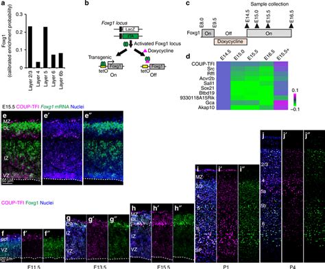 Reciprocal Expression Of Coup Tfi And Foxg1 In The Developing