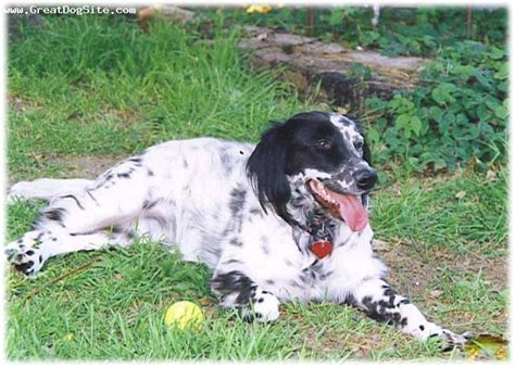 Dogs Info English Setter Black And White