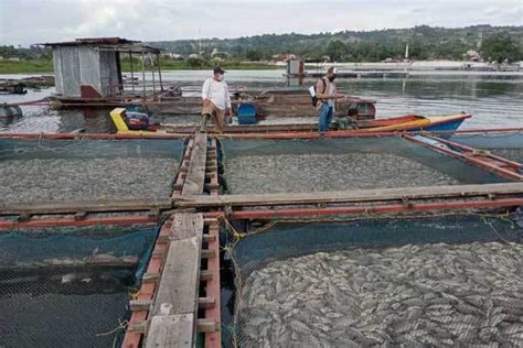 Ton Ikan Nila Mati Mendadak Di Danau Toba