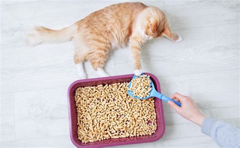 The Benefits Of Using Clumping Cat Litter – Gileap