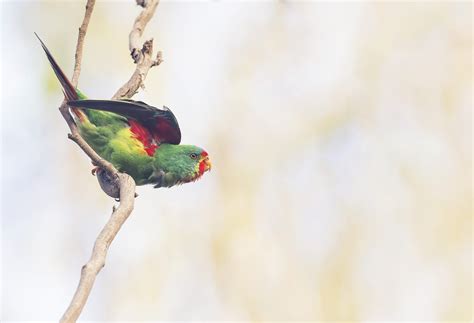 Your 2023 Bird of the Year - BirdLife Australia