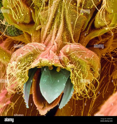 Black Fly Coloured Scanning Electron Micrograph Sem Of The