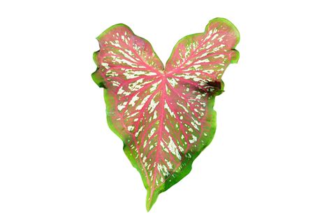 Free Beautiful Caladium Bicolor Leaves 20951889 PNG With Transparent