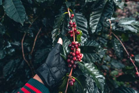 Entenda como funciona a produção e colheita do café Café Fazenda Aliança