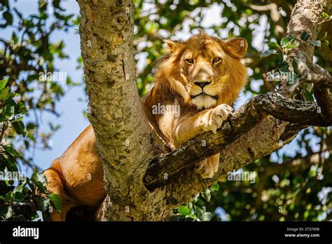 Tree Climbing Lion Panthera Leo Resting In A Tree In The Ishasha