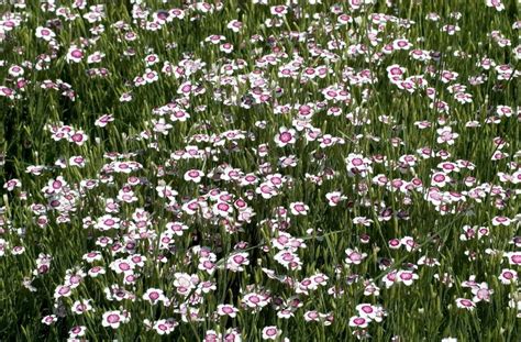 Dianthus Deltoides Arctic Fire Maiden Pinks Garden Center Marketing