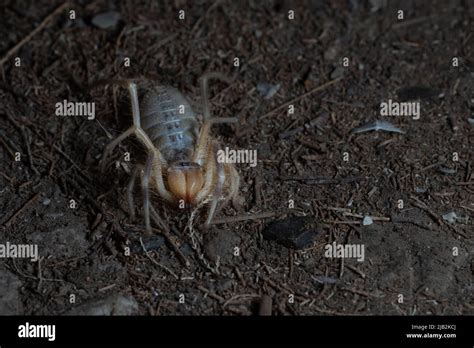 Wilde spinnen Fotos und Bildmaterial in hoher Auflösung Alamy