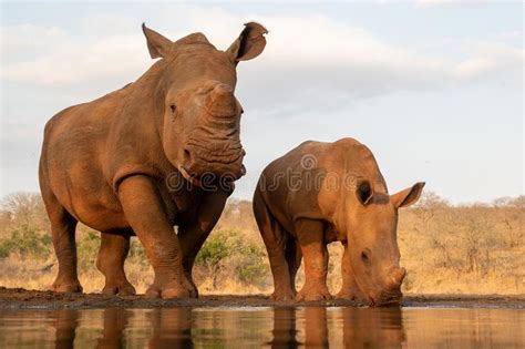 Rhino Mirror Stock Photos Free And Royalty Free Stock Photos From