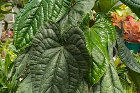 Anthurium Radicans Features Care And Common Issues