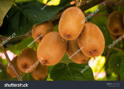 Kiwifruit Orchard Images Stock Photos Vectors Shutterstock