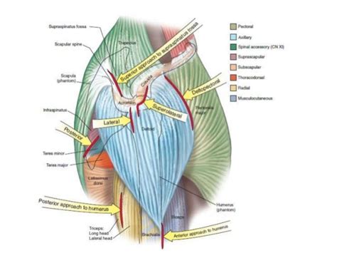 Approach To Proximal Arm