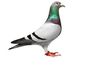 Pigeon clipart racing pigeon, Pigeon racing pigeon Transparent FREE for download on ...