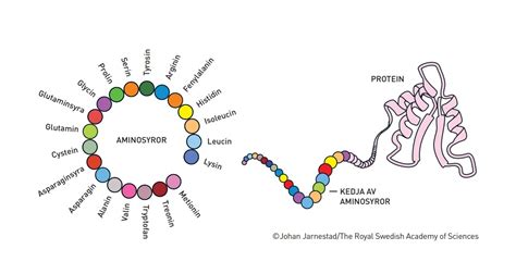 Chemistry Nobel Prize Illuminates Lifes Building Blocks Mirage News