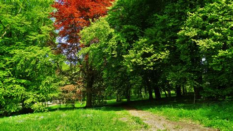 Fotos Gratis Paisaje árbol Naturaleza Bosque Camino Césped