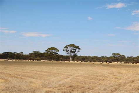 220 Wheatbelt Western Australia Stock Photos Pictures And Royalty Free