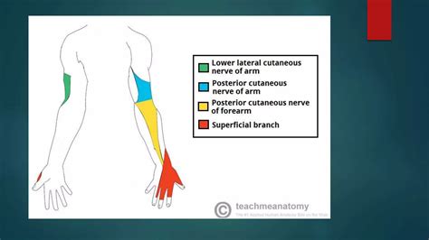 RADIAL NERVE PALSY AND TENDON TRANSFER PPT