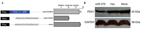 Microrna Targets The Phosphoinositide Dependent Protein Kinase