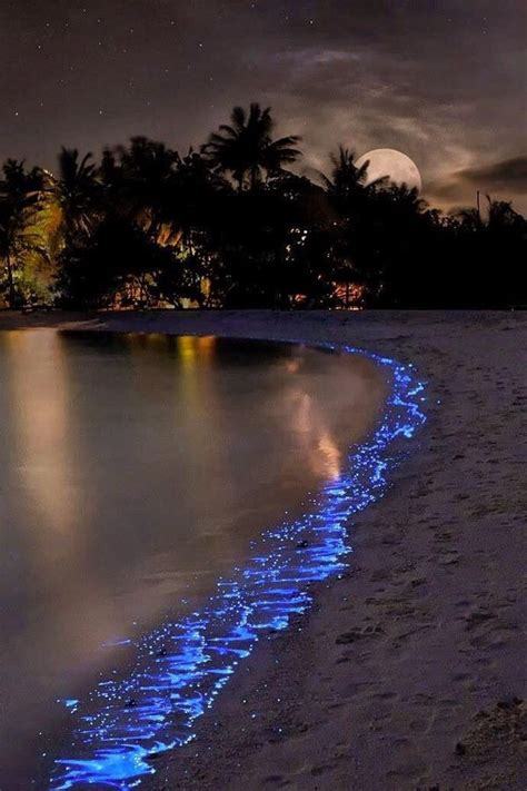 How Amazing Is This Bioluminescent- Algae In Jervis Bay , Australia ...
