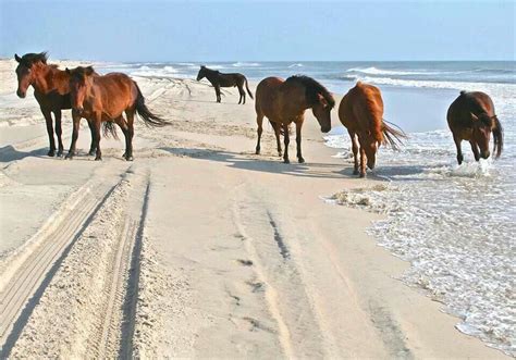 9 Things To Know Before Visiting Assateague Island National Seashore Artofit