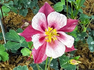 Aquilegia Kirigami Rose Pink Columbine From Pleasant Run Nursery