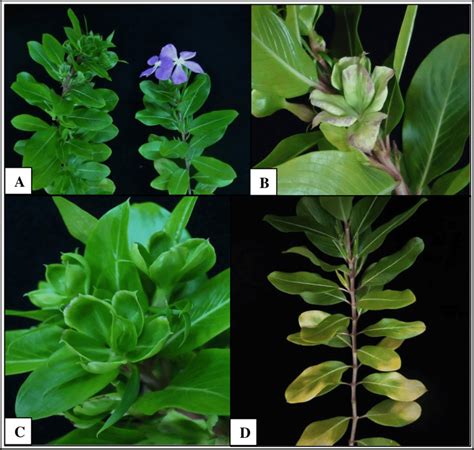 Common symptoms of phytoplasma infection observed in periwinkle ...