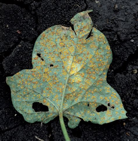 New Pocket Guide To Vegetable Diseases Available For Gardeners