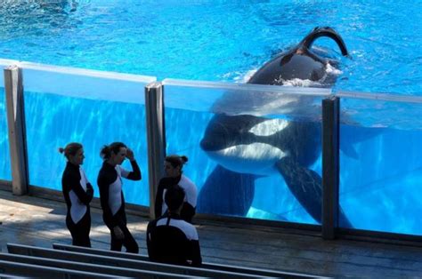 30 best images about Blackfish (tilikum) on Pinterest