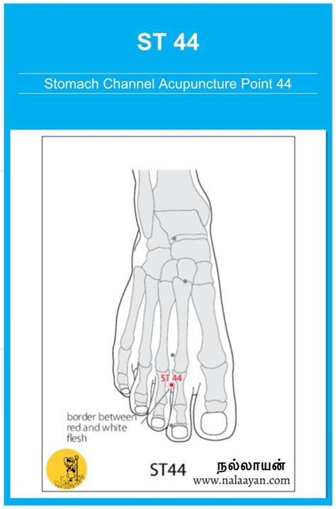 st  acupuncture point acupuncture acupuncture points accupuncture