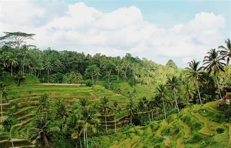 Tegallalang Rice Terraces Bali Gianyar Regency Sittingbourne