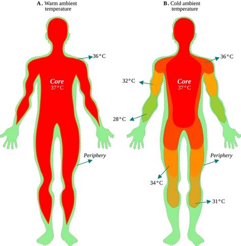 Body Temperature Over Royalty Free Licensable Stock Vectors