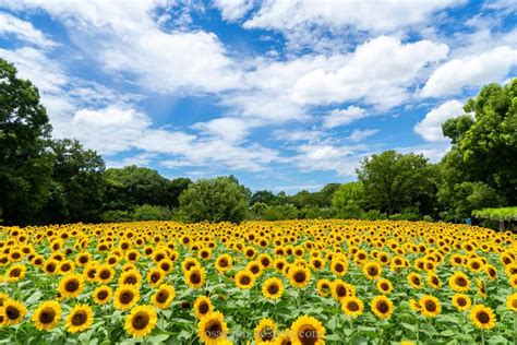 長居植物園のひまわりウィーク｜大阪市｜カメラを片手に大阪へ