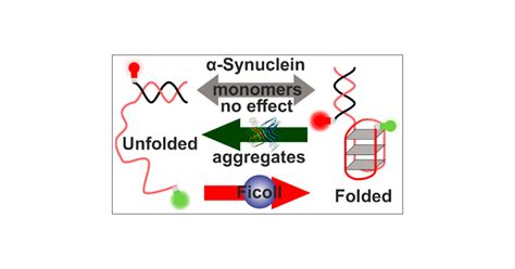 Remodeling Of The Conformational Dynamics Of Noncanonical Dna