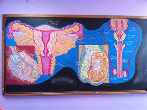 Human Reproductive Organs Chalkboard Drawings Homeschool Art