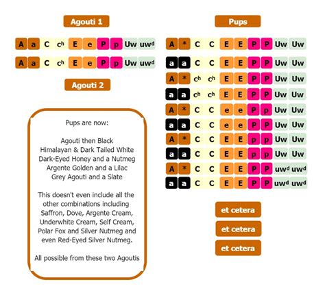 Gerbil Genetics: Breeding For Colour – Rodent Zone