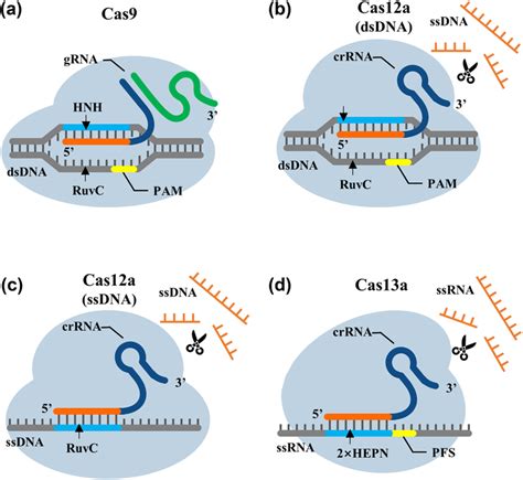 Fundamental Differences In Crispr Cas Nucleic Acid Detection Systems