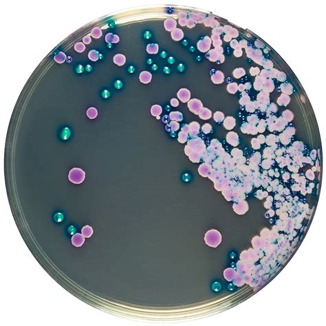 CHROMOGENIC CANDIDA AGAR Biolife Cromogeni